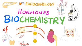 Hormone Biochemistry Genomic vs Nongenomic Actions [upl. by Sophronia]