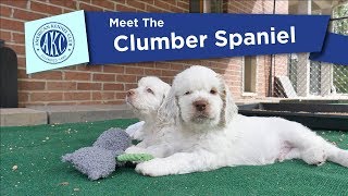 AKCs Meet the Clumber Spaniel [upl. by Annaerb]