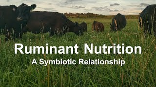 Ruminant Nutrition A Symbiotic Relationship [upl. by Beauvais496]