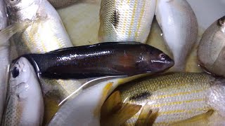 Pseudochromis Persicus Bluespotted dottyback Fish [upl. by Herrmann873]