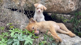 The cry for help of two dogs abandoned by their cruel owner on the side of the road and I saved them [upl. by Shannen]