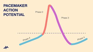 Pacemaker Action Potential [upl. by Ainegue]