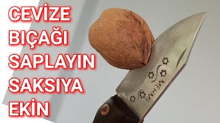 En Garanti ve En Kolay Ceviz Çimlendirme [upl. by Yentroc]