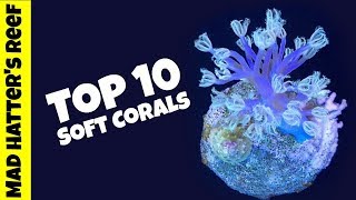 Top 10 Soft Corals for a Reef Tank [upl. by Tunk]