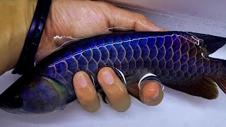 The Ultimate 8 Inches Golden Blue Base Arowana Fish [upl. by Oiramej943]