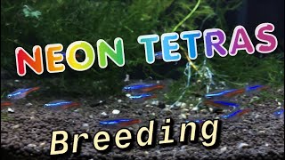 How to Breed Neon Tetras Complete Detailed Process [upl. by Ordnasil939]