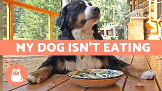 My Dog WONT EAT Their Food 🐶 What to Do About It [upl. by Uzzial]