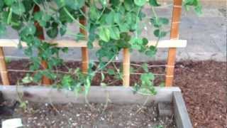 Sugar Snap Peas  Pretty Easy to Grow [upl. by Caton]