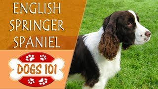 Dogs 101  ENGLISH SPRINGER SPANIEL  Top Dog Facts About the ENGLISH SPRINGER SPANIEL [upl. by Nevet]