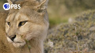 Female Puma Snubs Male [upl. by Schweiker904]