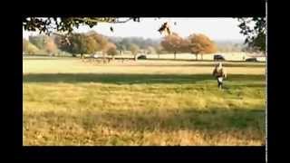 Fenton the dog chasing deer on news [upl. by Tammany]