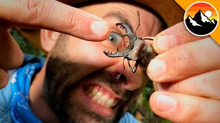 PAINFUL PINCH By This CRAZY Looking Beetle [upl. by Ric]