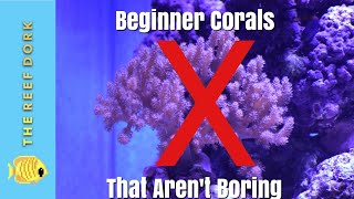 Top 7 Beginner Corals That Arent Boring [upl. by Twila]