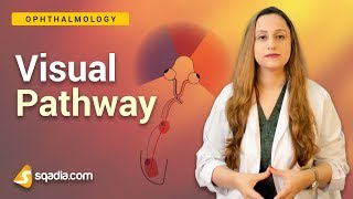 Visual Pathway  Binocular Visual Field  Ophthalmology Lectures  VLearning [upl. by Hardej121]