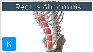 Rectus Abdominis Muscle Overview  Anatomy  Kenhub [upl. by Edrahs]