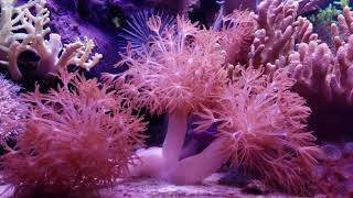 Soft coral Ruby red pulsing xenia [upl. by Dulla]