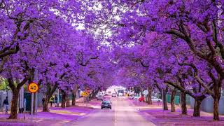 Jacaranda blue city HD1080p [upl. by Edmund]