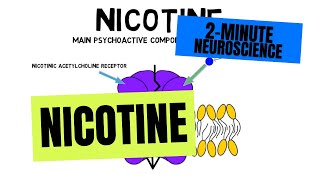 2Minute Neuroscience Nicotine [upl. by Vine982]