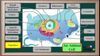 WCLN  Cell Organelles  Biology [upl. by Nawk]