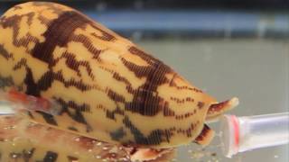 Killer Cone Snails [upl. by Sotos]