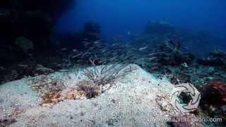 Convict blenny juveniles swimming back into the burrow [upl. by Richia]