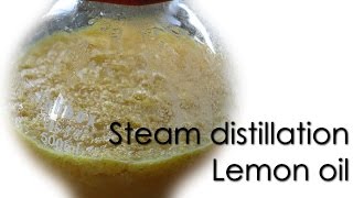 Steam distillation  Lemon essential oil 🍋 [upl. by Isma153]