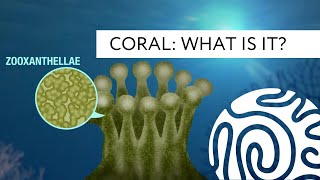 Coral What is it [upl. by Oluas]