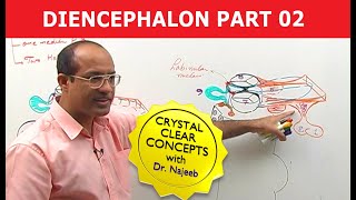 Diencephalon  Neuroanatomy  Part 22 [upl. by Lancelot]