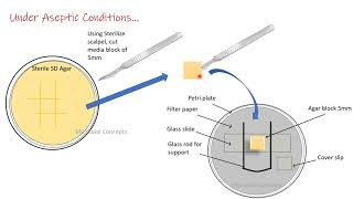 Slide culture technique for fungus fungi  Mycology  MSc Microbiology practical series [upl. by Eanahc]