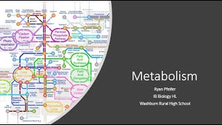 Metabolism amp Metabolic Pathways [upl. by Wan]