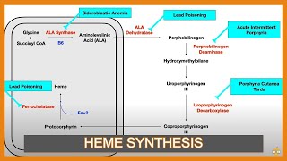 Heme Synthesis Pathway and Associated Diseases [upl. by Valente]