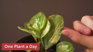 Peperomia obtusifolia Variegata Baby Rubber Plant Houseplant Care — 17 of 365 [upl. by Nyrahs902]