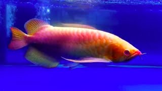 The Worlds Most Expensive Arowana Fish  One and Only Red Arowana Fish in the world Rare Arowana [upl. by Ornstead291]