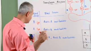 Hematology Lecture 1 Blood Transfusion Reaction Part 23 [upl. by Kazmirci357]