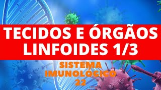 TECIDOS E ÓRGÃOS LINFOIDES PARTE 1  SISTEMA IMUNOLÓGICO 22 [upl. by Robb]