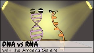 DNA vs RNA Updated [upl. by Godfree119]