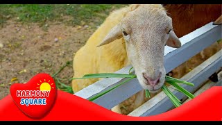 What are Ruminants  More Science on the Learning Videos Channel [upl. by Ahsiken]