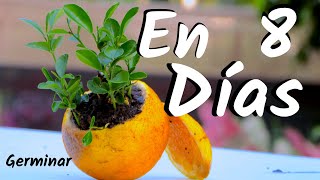 COMO OBTENER UNA PLANTA DE NARANJAS  GERMINAR NARANJAS  CITRICOS [upl. by Llehcor]