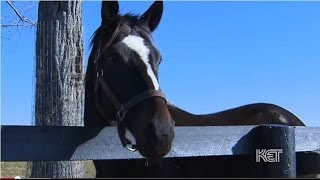 Zenyatta Thoroughbred Racehorse  Kentucky Life  KET [upl. by Raffin]