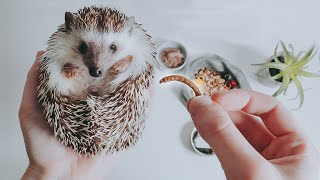 What SHOULD You Be Feeding Your Hedgehog [upl. by Hershell]