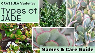 Types of JADE PLANT Identification CRASSULA Varieties  Names and Care Guide with MOODY BLOOMS [upl. by Milon]