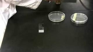 Catalase Test [upl. by Selia]