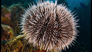 Facts The Sea Urchin [upl. by Anuahs]