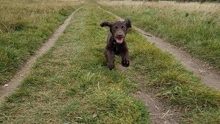 Hugo  4 Month Old Cocker Spaniel Puppy  2 Weeks Residential Dog Training [upl. by Drolet]