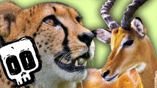 Ranger Rob Amazing Animal Facts – Gazelles [upl. by Applegate747]