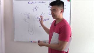 USMLE Renal 7 Electrolyte Disturbances Explained Sodium Potassium and more [upl. by Notnirt]