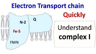 NADH dehydrogenase complex 1 of ETC [upl. by Lonier477]