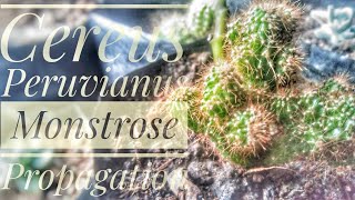 How To Propagate Cereus Peruvianus Monstrose Cactus From Cutting [upl. by Devad]