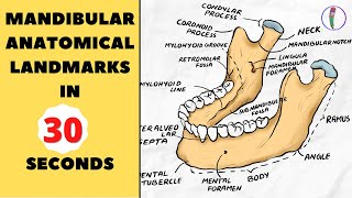 LETS DRAW MANDIBLE IN 30 SECONDS  MANDIBLE ANATOMICAL LANDMARKS [upl. by Fricke95]