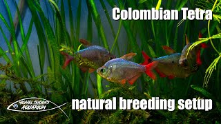 Colombian Tetra  natural breeding setup [upl. by Pravit]